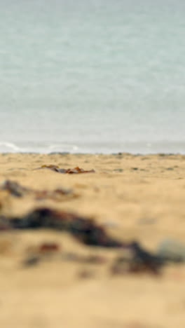 Konzentrieren-Sie-Sich-Auf-Algen-Und-Kieselsteine-Am-Strand