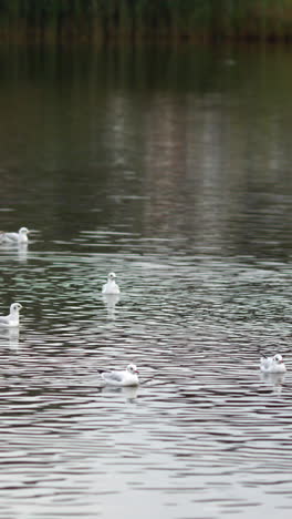 Enten-Und-Schwäne-Schwimmen-Im-Wasser