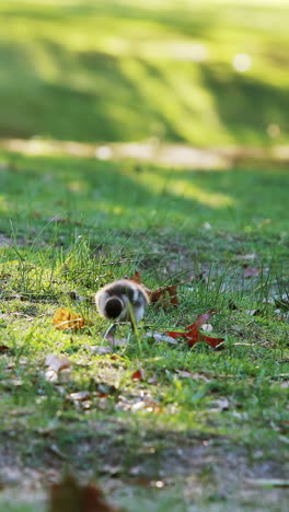 Enten-Und-Babyenten,-Die-Gras-Fressen