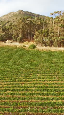 Imágenes-De-Drones-De-Una-Granja-Vinícola