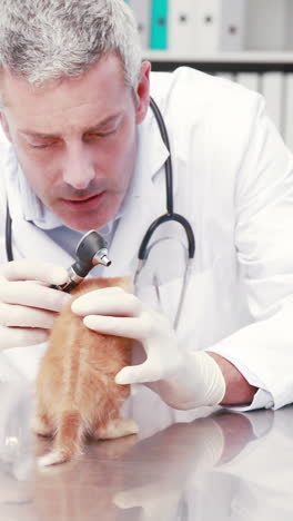 Veterinarian-examining-a-little-cat-