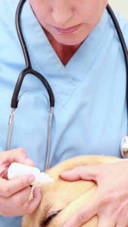 Veterinarian-examining-a-cute-labrador