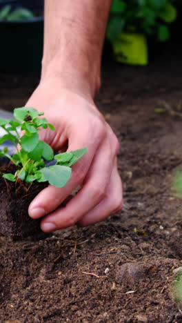 Gärtner-Pflanzt-Setzling-Im-Garten