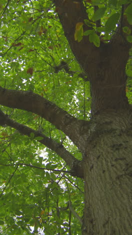 Vista-De-ángulo-Bajo-Del-árbol-Alto