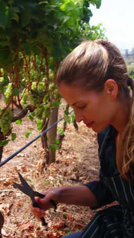 Mujer-Campesina-Cortando-Una-Uva-De-Vino