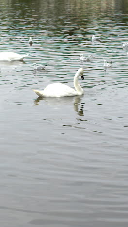 Enten-Und-Schwäne-Schwimmen-Im-Kalten-Wasser