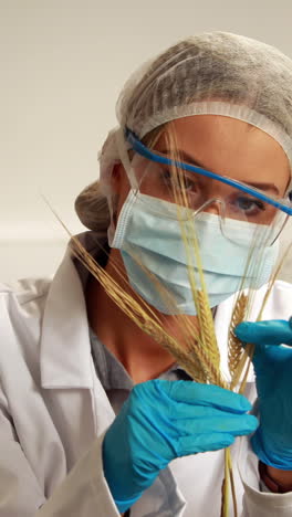 Scientist-looking-at-corn-structure