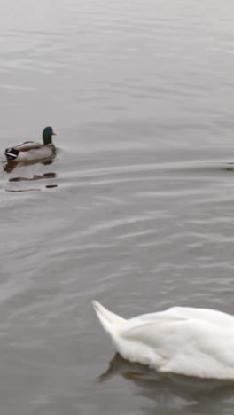 Swans-gliding-over-water-with-ducks-swimming