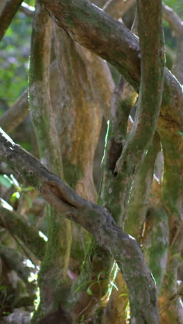 Old-gnarled-tree-in-the-sunlight