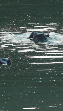 Hippos-fighting-in-a-lake