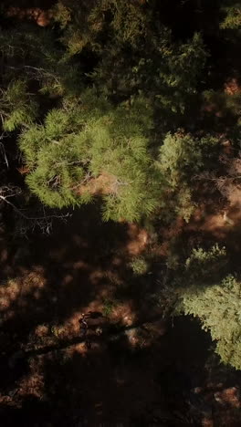 Beautiful-view-of-tree-and-forest