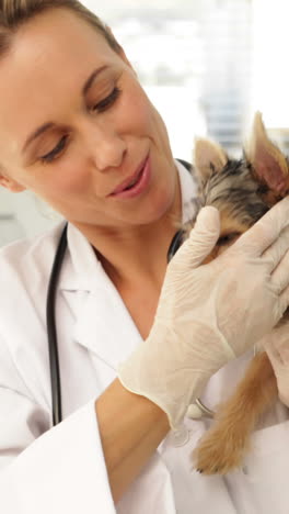 Veterinario-Feliz-Revisando-Un-Yorkshire-Terrier