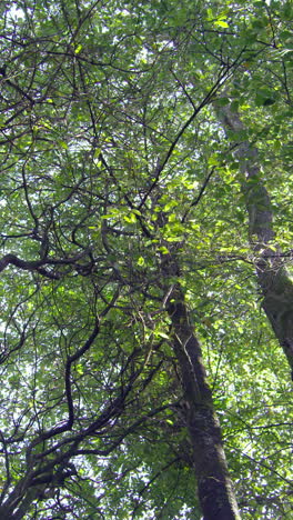 Camera-looking-up-at-the-tall-trees-in-a-woods