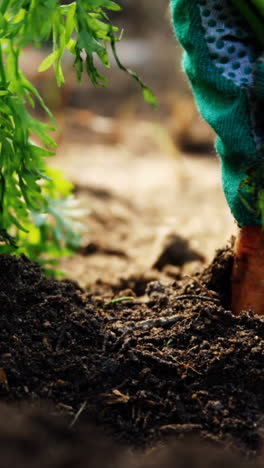 Person-cultivating-carrot