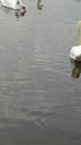 Swans-gliding-over-water