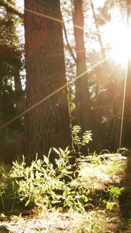 Female-mountain-biker-riding-in-the-forest