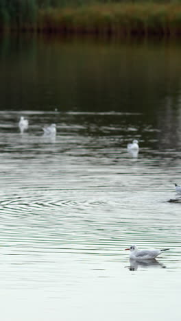 Escena-Tranquila-Del-Lago