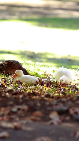 Duck-and-baby-ducks-eating-grass