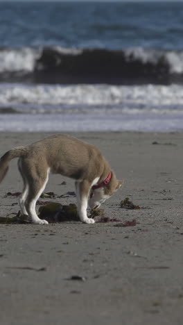 Süßer-Hund,-Der-Im-Sand-Gräbt