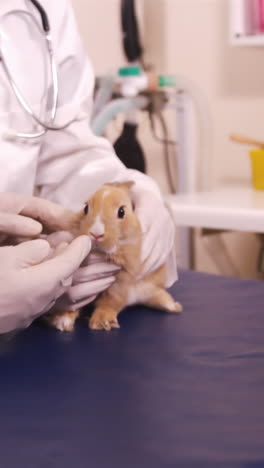 Veterinarios-Examinando-Un-Conejito