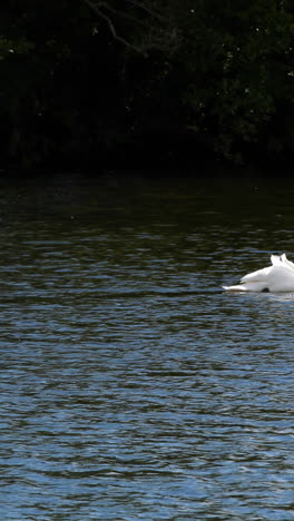 Anmutiger-Schwan-Schwimmt-über-Das-Wasser