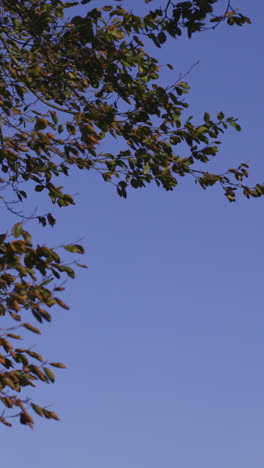 Branches-contrasting-against-clear-blue-sky