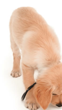 Cute-puppy-playing-with-stethoscope-