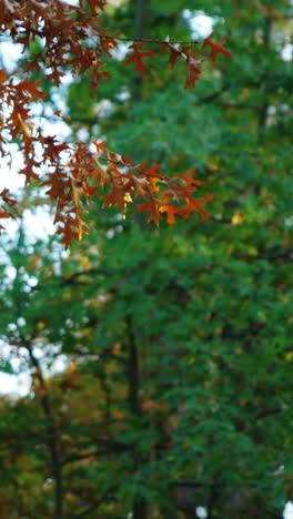 Blick-Auf-Ahornblätter-Im-Herbst