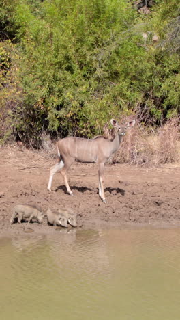 Antelopes-drinking-by-the-water