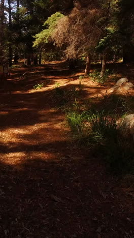 Glückliches-Paar-Beim-Wandern-Im-Wald