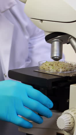 Scientist-looking-through-microscope-at-petri-dish