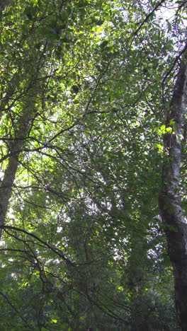 Low-angle-shot-of-trees-in-a-forest