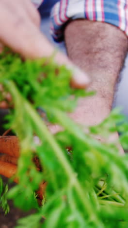 Hombre-Cultivando-Una-Zanahoria-En-La-Casa-Del-Jardín