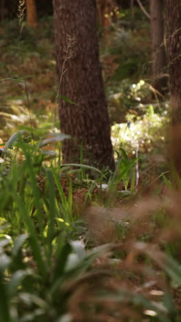 Mountain-biking-couple-riding-in-the-forest-on-a-sunny-day