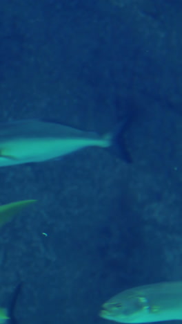 Peces-Nadando-En-Una-Pecera-En-El-Acuario