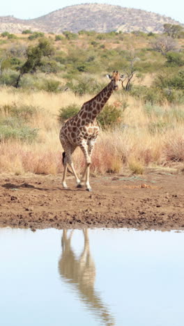 Giraffe-walking-to-the-water