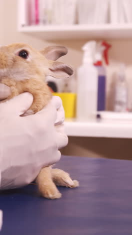 Veterinarios-Examinando-Un-Conejito