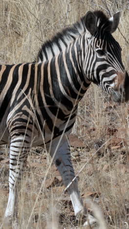 Zebras-Grasen-Auf-Den-Ebenen