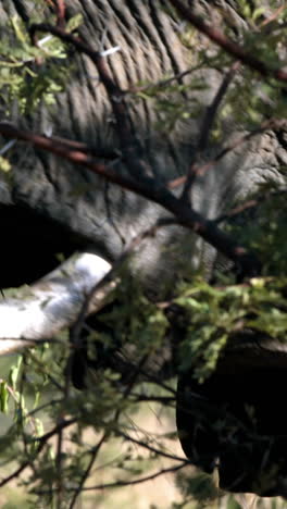 Elephants-grazing-from-the-tree-tops