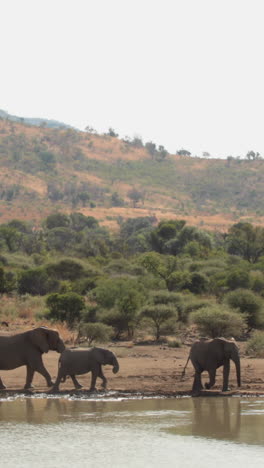 Elephants-drinking-from-watering-hole