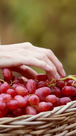 Brunette-winegrower-tidying-the-red-grapes-in-the-basket-