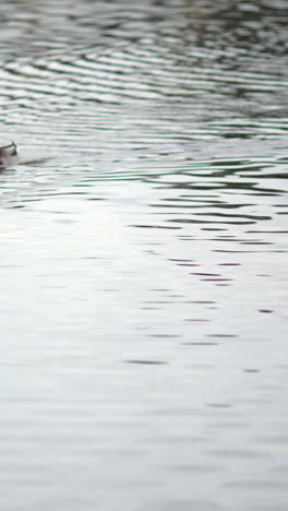 Ducks-swimming-on-the-lake