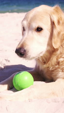 Old-retired-man-playing-with-dog