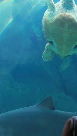 couple-admiring-sea-turtle-swimming-with-shark-