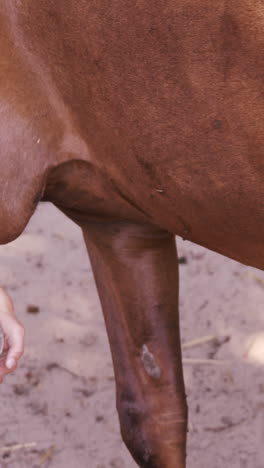 Veterinario-Examinando-Los-Cascos-De-Un-Caballo