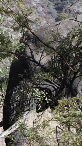 Elephants-grazing-from-the-tree-tops