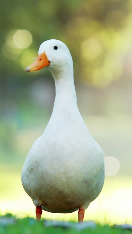 Weiße-Ente-Im-Park