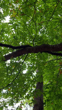 Vista-De-ángulo-Bajo-Del-Alto-árbol-Verde