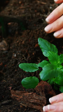 Woman-planting-plant