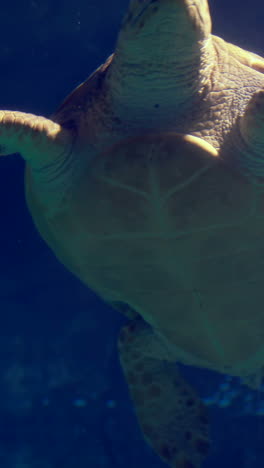 -Sea-turtle-swimming-in-aquarium